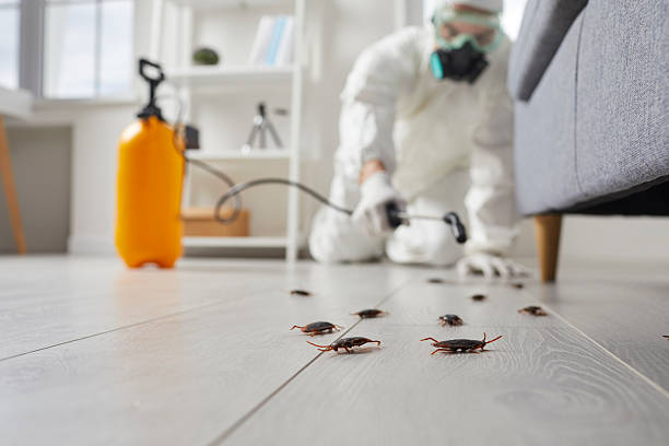 Commercial Rodent Management in Addison